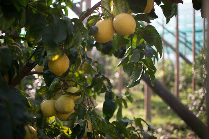 Guided tour of the history and tradition of the Sorrento lemon - Practical timing and weather: plan your afternoon around the sky