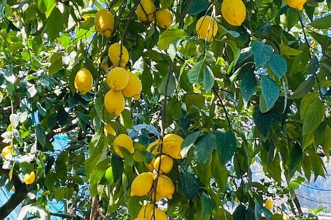 Guided tour of the history and tradition of the Sorrento lemon - Pizzo Garden: the 19th-century context that makes the lemons make sense