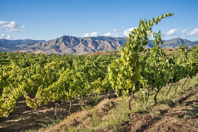 History & Local Wines: Amphitheater, Mitrium and Winery Visit - Winery in front of Mount Vesuvius: wine tasting with traditional food