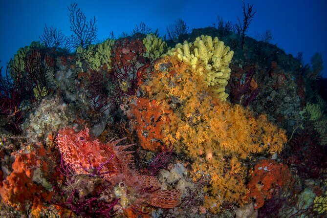 Immersion in Banco Santa Croce from Sorrento with Expert Guide - Two underwater sessions in the Gulf of Naples: how the day unfolds