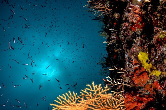 Immersion in Banco Santa Croce from Sorrento with Expert Guide - What you’ll see underwater: fish, rays, corals, and color
