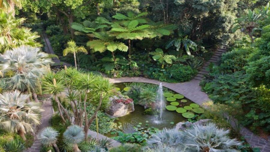 Ischia and Mortella Gardens Full-Day Tour from Sorrento - The guided loop around Ischia: views, villages, and the pace you should expect