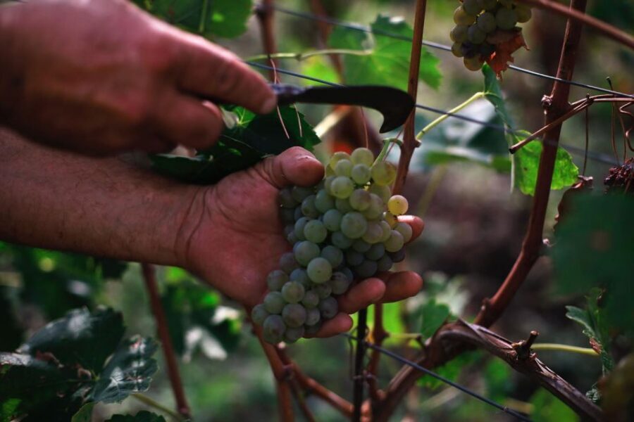 Ischia: Vineyard Tour & Wine Tasting Experience w/ Transfers - The Vineyard + Cellars: What the Guided Time Adds