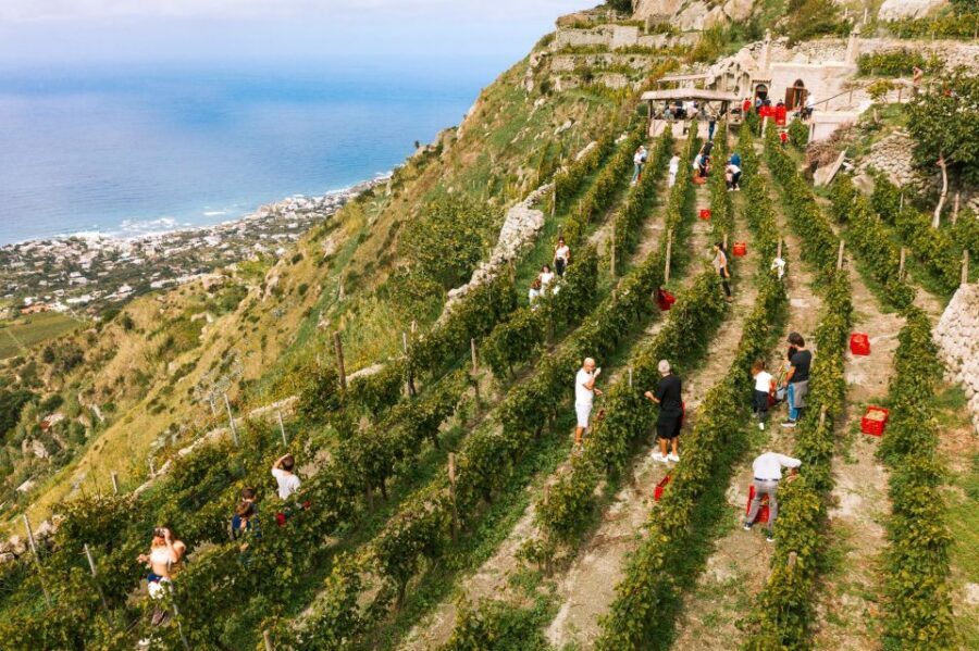 Ischia: Vineyard Tour & Wine Tasting Experience w/ Transfers - Price and Value: What You’re Really Paying For