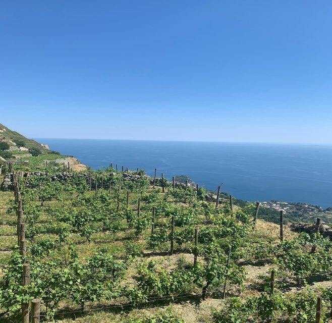 Ischia: Vineyard Tour & Wine Tasting Experience w/ Transfers - Tips to Make Your Tasting Feel Effortless