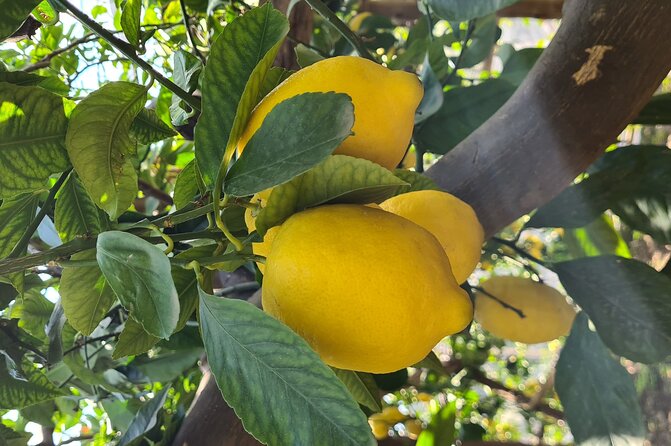 Lemon path hike - Amalfi coast - First Steps at Maiori: Where the Lemon Path Adventure Starts