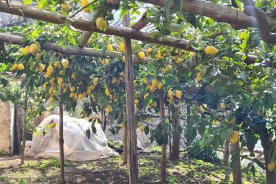 Lemon path hike - Amalfi coast - Walking With Enzo Masullo: Why the Guide Changes the Day