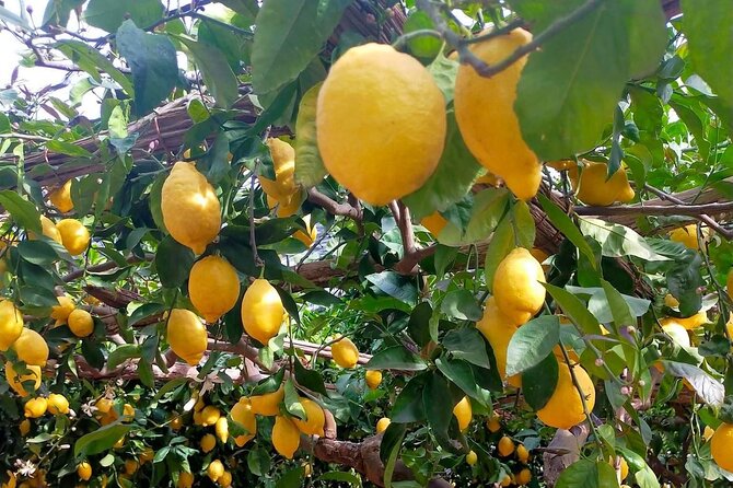 Lemon path hike - Amalfi coast - Maiori Stretch: The Famous Route Between Towns