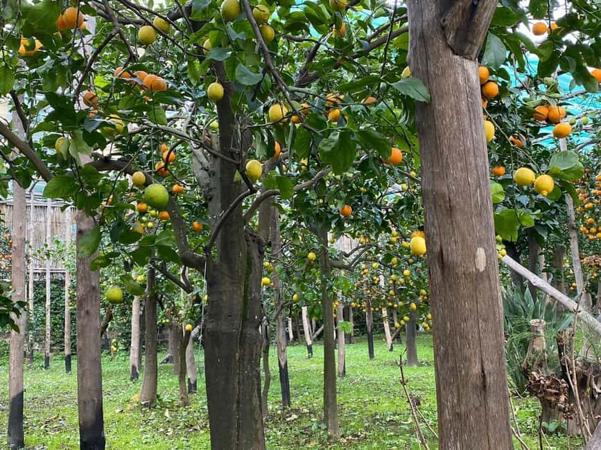 Lemon Tour with Lunch/Dinner - Tastings Under the Citrus: Marmalade, Cheese, Limoncello