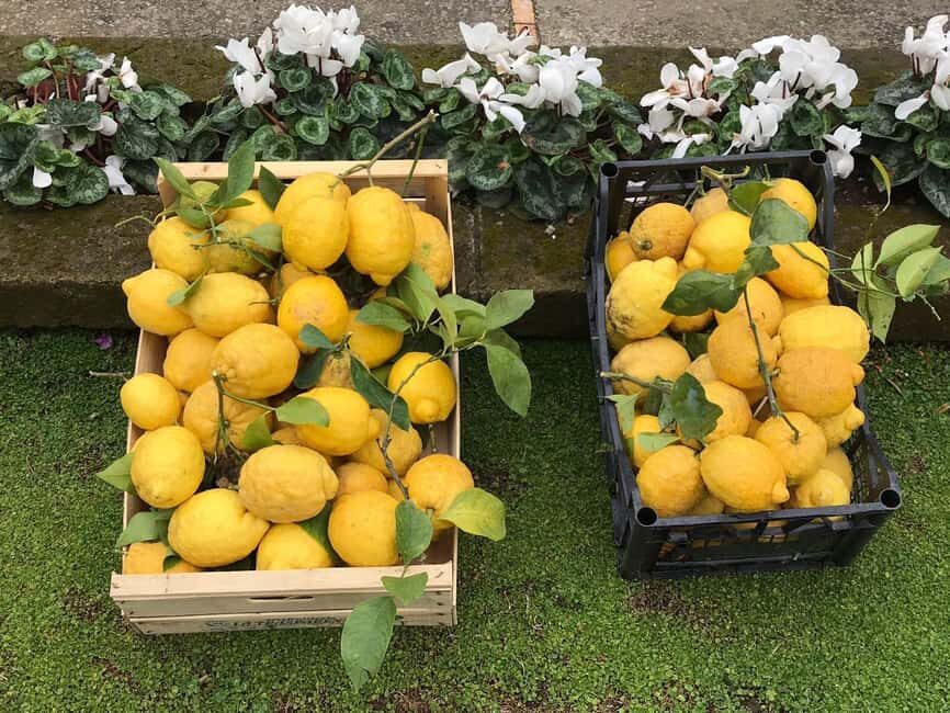 Lemon Tour with Lunch/Dinner - Should You Book the Lemon Tour with Lunch/Dinner?