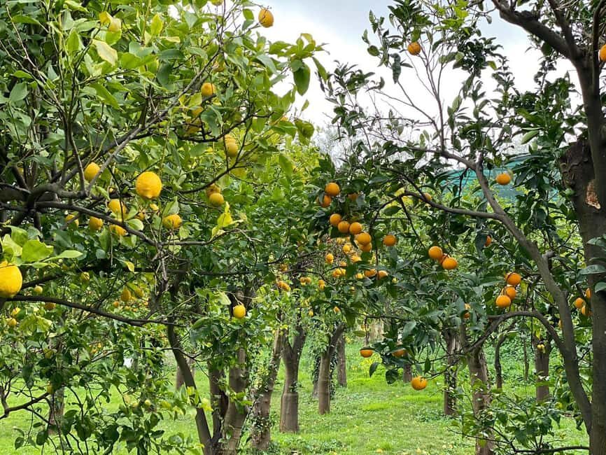Lemon Tour with Lunch/Dinner - The Lemon Garden Tour: What You Actually Learn