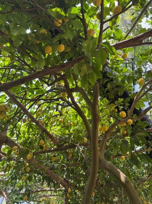 Maiori: Hiking Tour to A Lemon Farm with Lemon Tastings - From Corso Reginna to Mezzacapo Palace: your walk starts with real Maiori