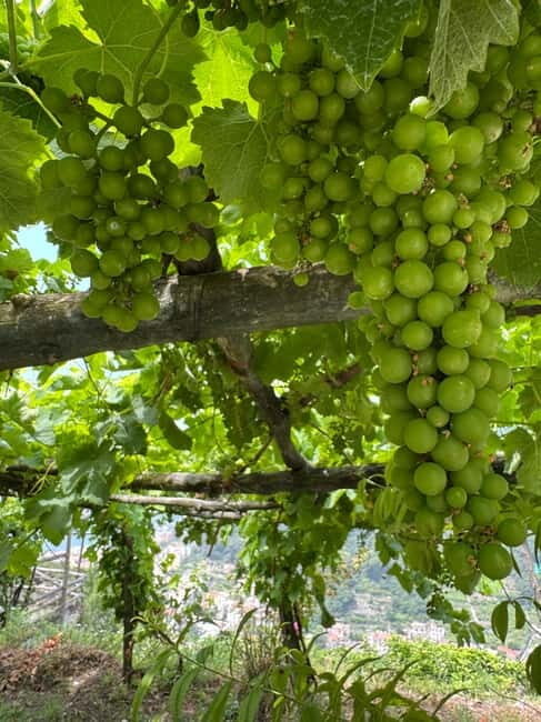 Maiori: Hiking Tour to A Lemon Farm with Lemon Tastings - The lemon-garden path and the ancient washhouse stop