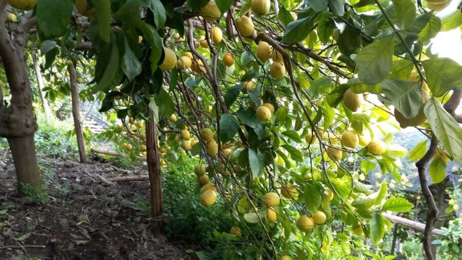 Maiori: Hiking Tour to A Lemon Farm with Lemon Tastings - Lemon tastings and lemoncello: what you actually get to sample