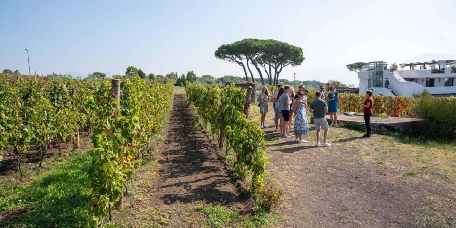 Mount Vesuvius: 5 Wine Tastings with Tour & Lunch Included - Practical value: price, group size, and who this suits