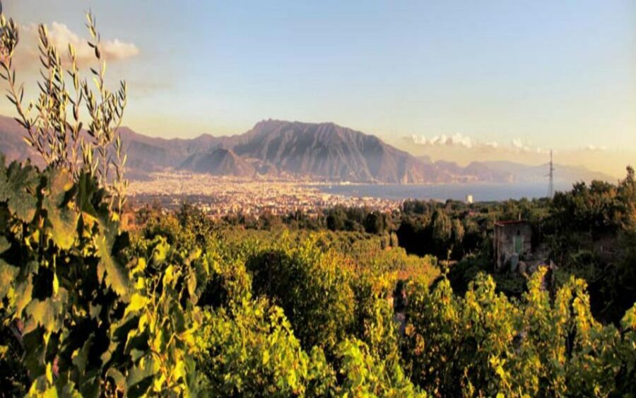 Mount Vesuvius Wine Tasting and Lunch from Pompeii - Price and Value: Is $96.29 Worth It?