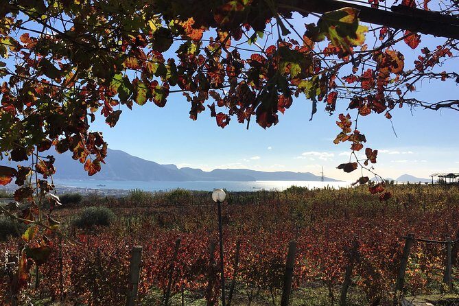 Mt. Vesuvius Wine Tasting and Lunch Experience from Pompeii - Key points to know before you go