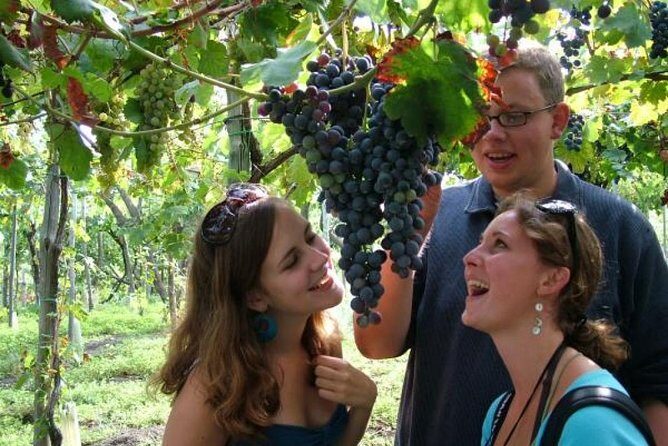 Mt. Vesuvius Wine Tasting and Lunch Experience from Pompeii - The tasting itself: how it’s paired and why that helps