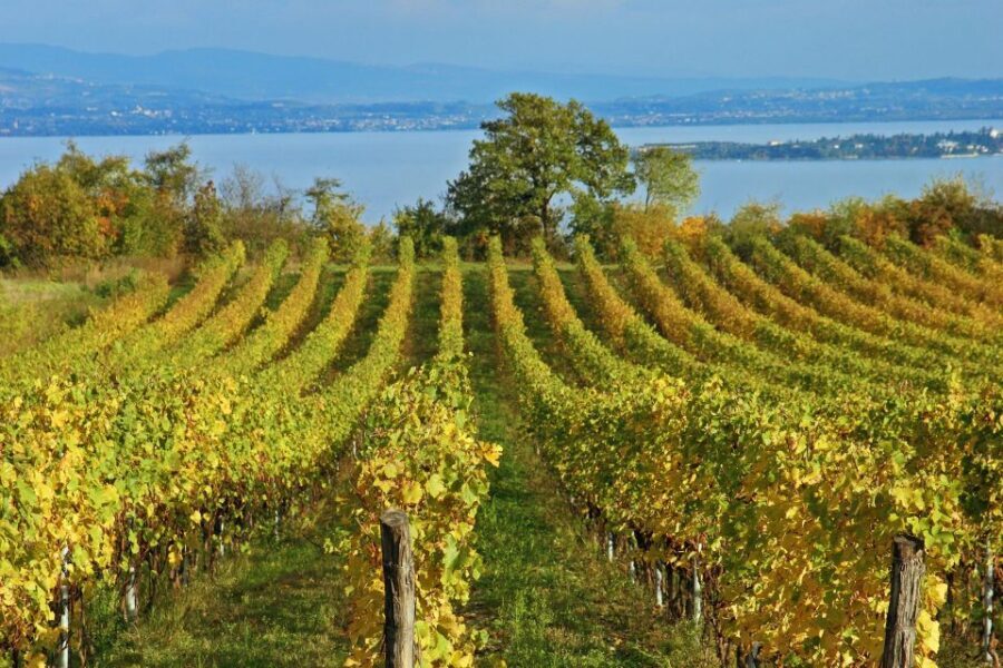 Naples: Pompeii, Vesuvius and Wine Tasting Tour - Naples-to-Vesuvius-to-Pompeii: What You’re Actually Paying For