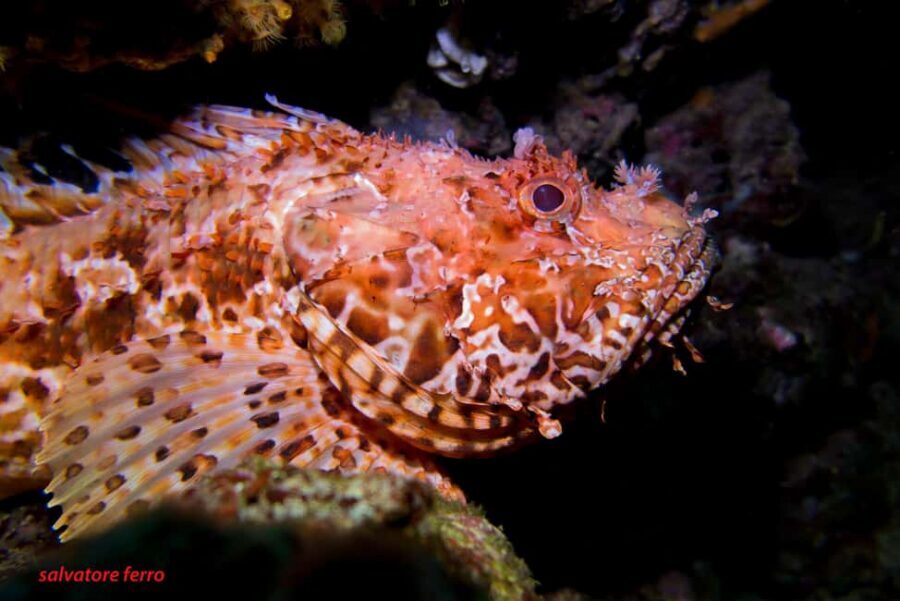 Napoli: Discover Scuba Diving in the Park of Baia - Certification Value: Your PADI Open Water Training Advantage