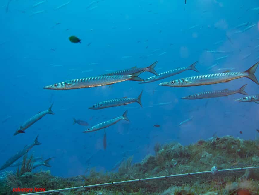 Napoli: Discover Scuba Diving in the Park of Baia - Price and Value: What $45.31 Buys You