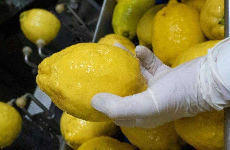 Nonno Mario Lemon Tour - Add-On Meals: Turning a Lemon Tour into a Full Food Day