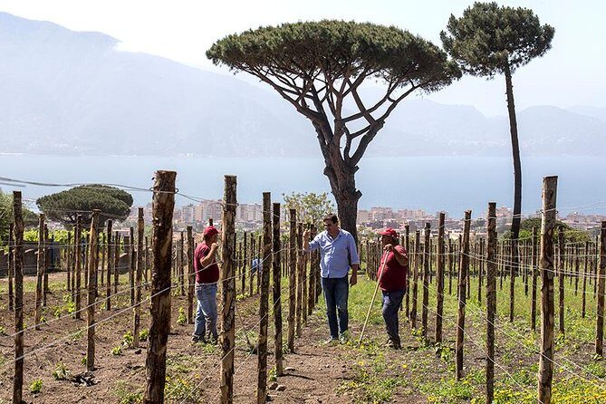 Organic Wine Tasting & Lunch Experience on Mt Vesuvius - The three-course lunch at a Vesuvius winery