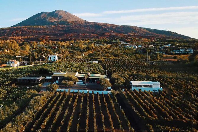 Organic Wine Tasting & Lunch on Vesuvius with Transfer from Sorrento Peninsula - Key highlights before you go