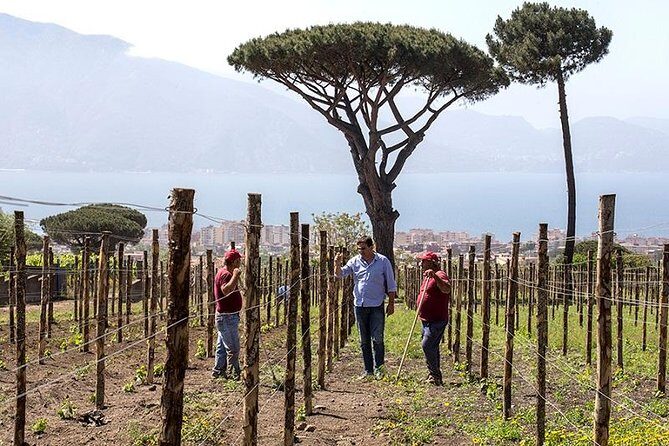 Organic Wine Tasting & Lunch on Vesuvius with Transfer from Sorrento Peninsula - Should you book organic wine tasting on Vesuvius?
