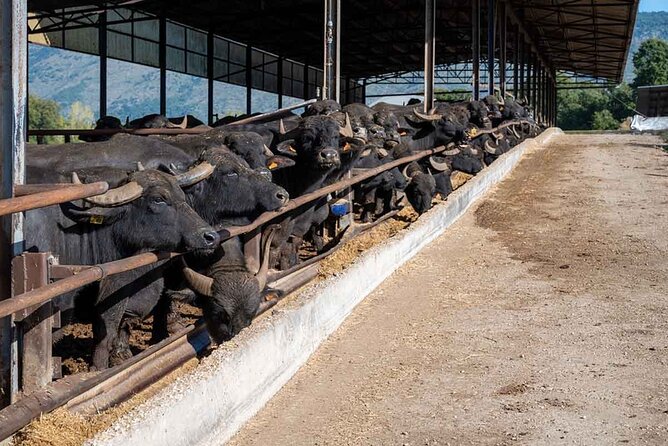 Pastum and Buffalo Mozzarella Drive - Paestum’s Greek Temples: Neptune, Hera, and Athena