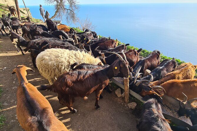 Path of Gods Hike, with Food Experience at Shepherd's Hut - Meet the guides: Gaetano and Maria set a storytelling pace
