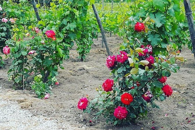 Pompei Archeological site and Wine tasting Experience - Who should book this Pompeii and wine-tasting plan