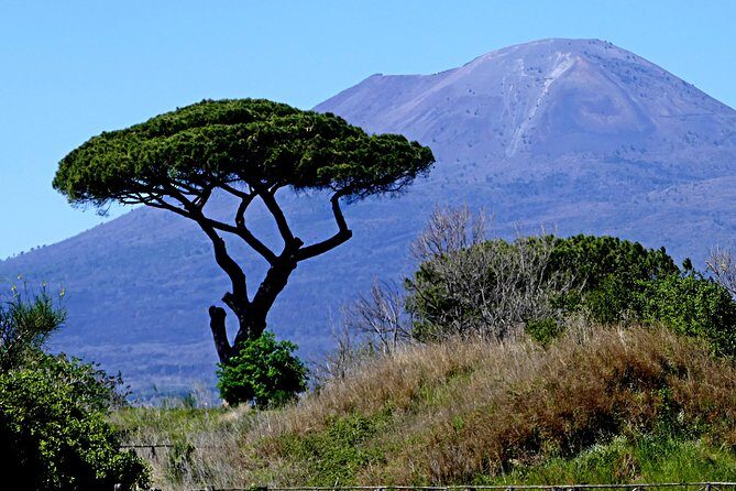 POMPEI Half Day TOUR - Departure from NAPLES Centre (TICKET INCLUDED) - What the Tour Includes (and What You’ll Still Need)