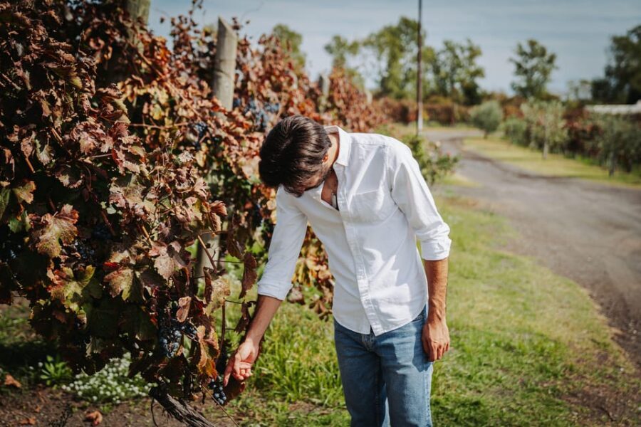 Pompeii: Guided Day Trip to Ruins and 2 Wineries Visits - Two winery visits near Mount Vesuvius: volcanic grapes in a real park