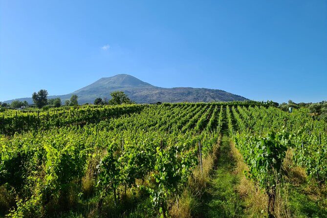 Pompeii Guided Tour & Lunch with Superior Wine Tasting - The bigger value: coordination, not just sightseeing