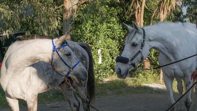 Pompeii: Mount Vesuvius Night Horseback Ride and Italian BBQ - Pompeii Pickup and Transfers: Easy Logistics, Limited Options