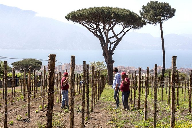 Pompeii Ruins & Wine Tasting with Lunch on Vesuvius with Private Transfer - Should you book this private Pompeii and Vesuvius wine day?