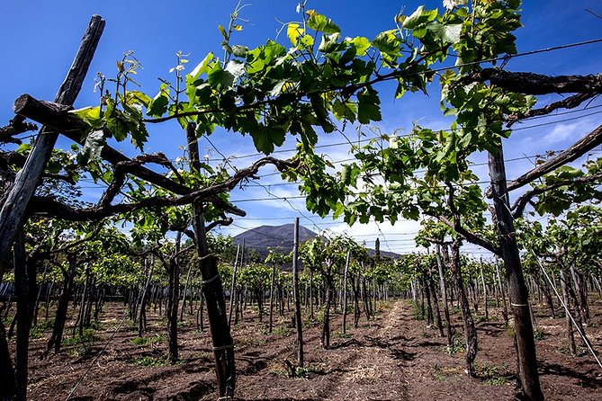 Pompeii Small Group Tour & Food/Wine tasting at Mt. Vesuvius - Why this Pompeii plus Vesuvius wine day makes sense