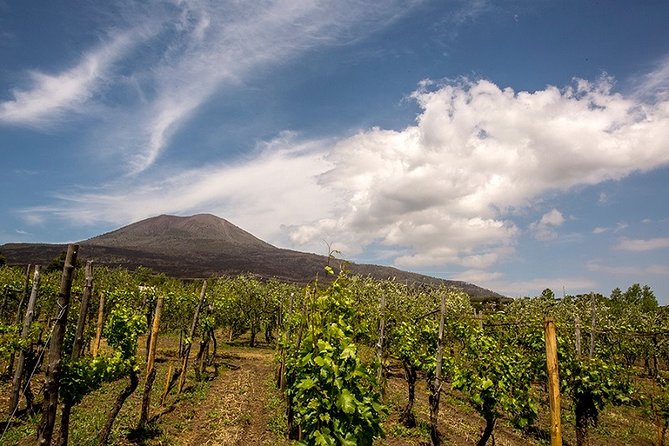 Pompeii Small Group Tour & Food/Wine tasting at Mt. Vesuvius - Casa Setaro on Vesuvius: what tasting with lunch really includes