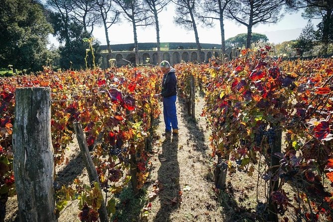 Pompeii Small Group Tour & Food/Wine tasting at Mt. Vesuvius - Pompeii with a licensed archaeologist: the route that actually teaches