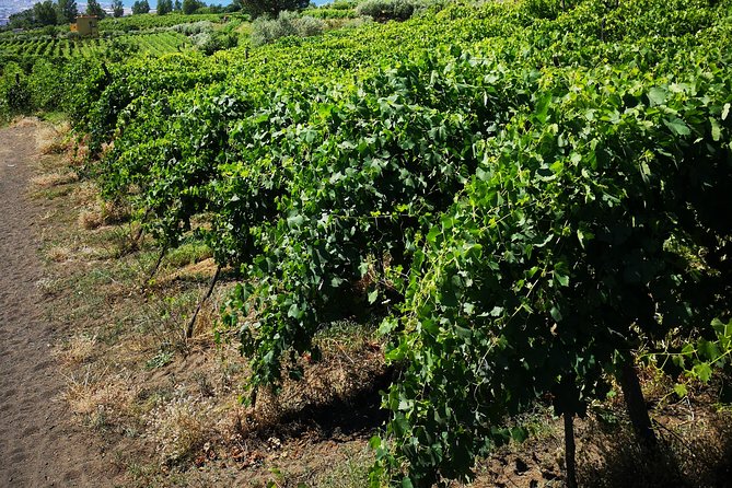 Pompeii Tour & Lunch with Wine Tasting Experience - Practical tips so your day runs smoothly