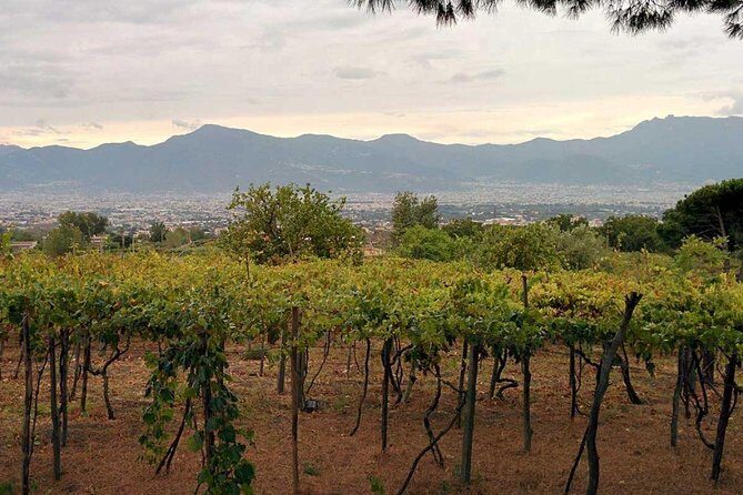 Pompeii & Vesuvius with Lunch & Wine Tasting from Positano - Logistics That Actually Matter: Timing, Groups, and Heat
