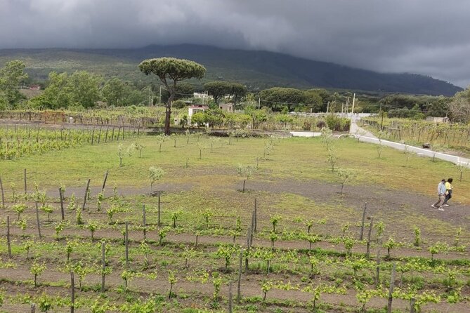 Pompeii & Wine Tasting : Private Day Trip from Naples - Practical tips to keep the day smooth (and not stressful)