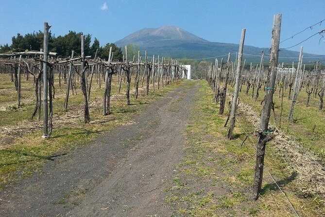 Pompeii-Wine tasting tour from Sorrento, licensed guide included - Cantina del Vesuvio Winery: Lunch, Lacryma Christy, and the Bay of Naples View