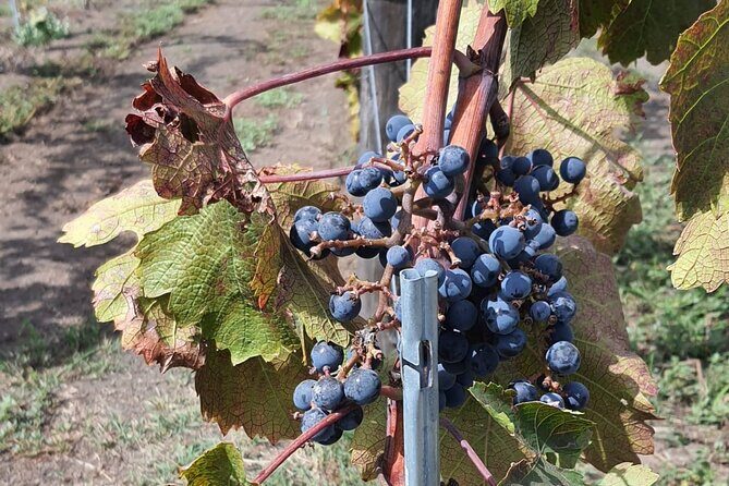 Pompeii & Wine Tour from Sorrento (tickets & lunch not included) - How This Pompeii and Wine Tour Runs From Sorrento