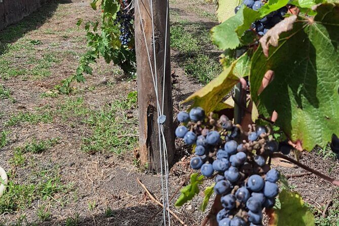 Pompeii & Wine Tour from Sorrento (tickets & lunch not included) - Wine Tasting and Terrace Time Near Pompeii With Gulf Views
