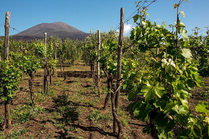 Pompeii with Wine Tasting and Lunch from Naples - Key Things You’ll Like Most
