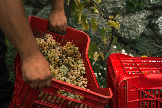 Premium Ischia Wine Tasting Experience with Transfer Included - Four-Wine Tasting with a Real Sommelier Lead