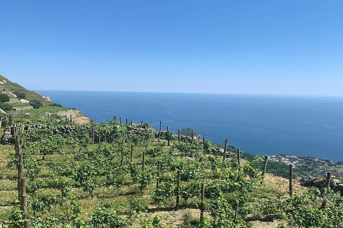 Premium Ischia Wine Tasting Experience with Transfer Included - Price and Value: Is $150.10 Worth It?