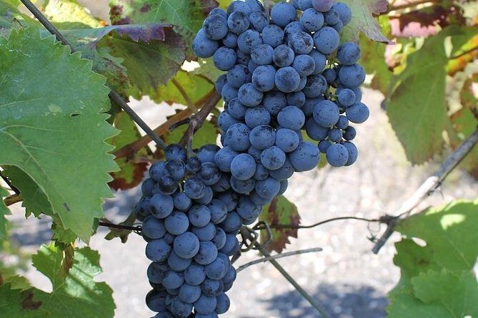 Private day tour to Pompei ,winery, Sorrento from Napoli/Salerno/Amalfi/Positano - Sorrento after lunch: how to make the most of the time
